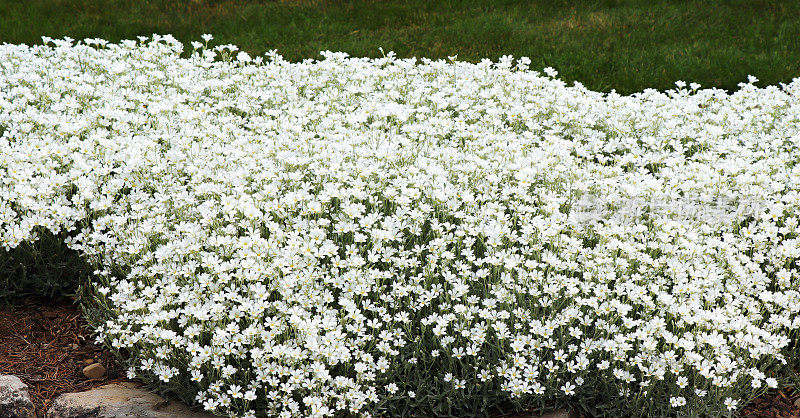 Cerastium tomentosum（地毯金鱼草）